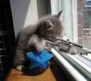 mon chat 